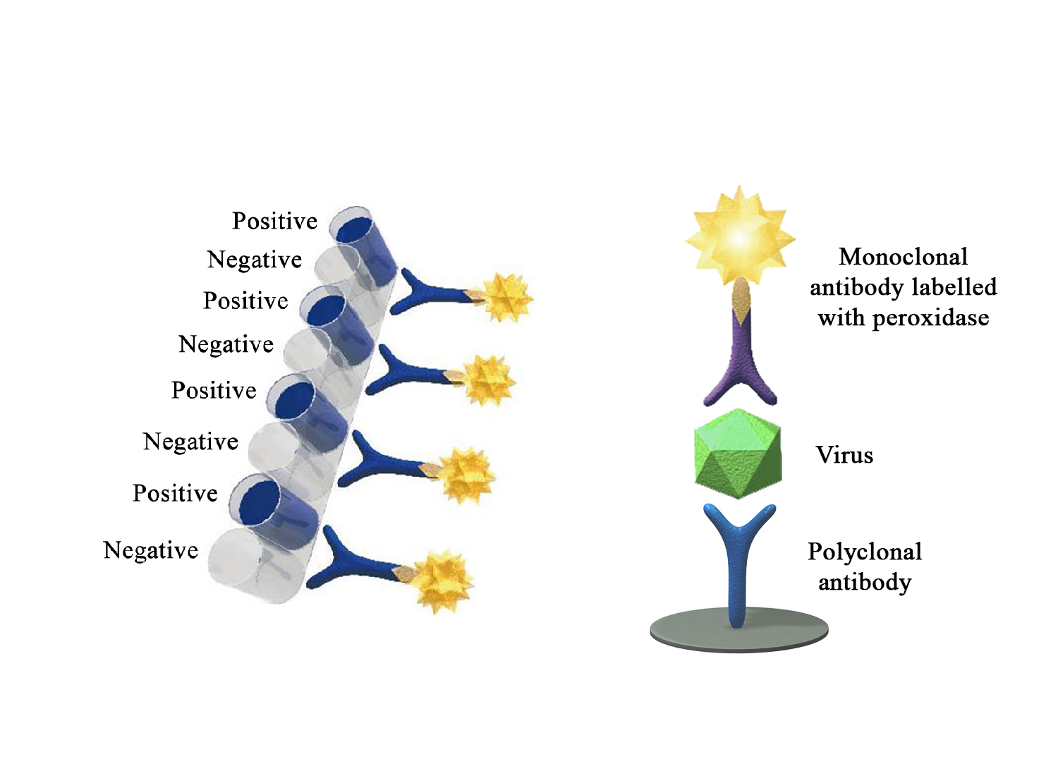 Monoscreen AgELISA BRSV - BIO X DIAGNOSTICS for Diagnostics For Animals