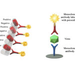 Monoscreen AgELISA rotavirus Array