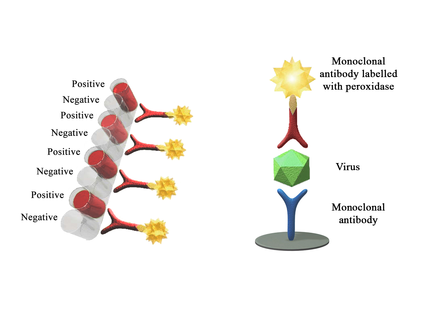 Monoscreen AgELISA rotavirus - BIO X DIAGNOSTICS for Diagnostics For Animals