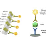 Monoscreen AgELISA Bovine coronavirus Array