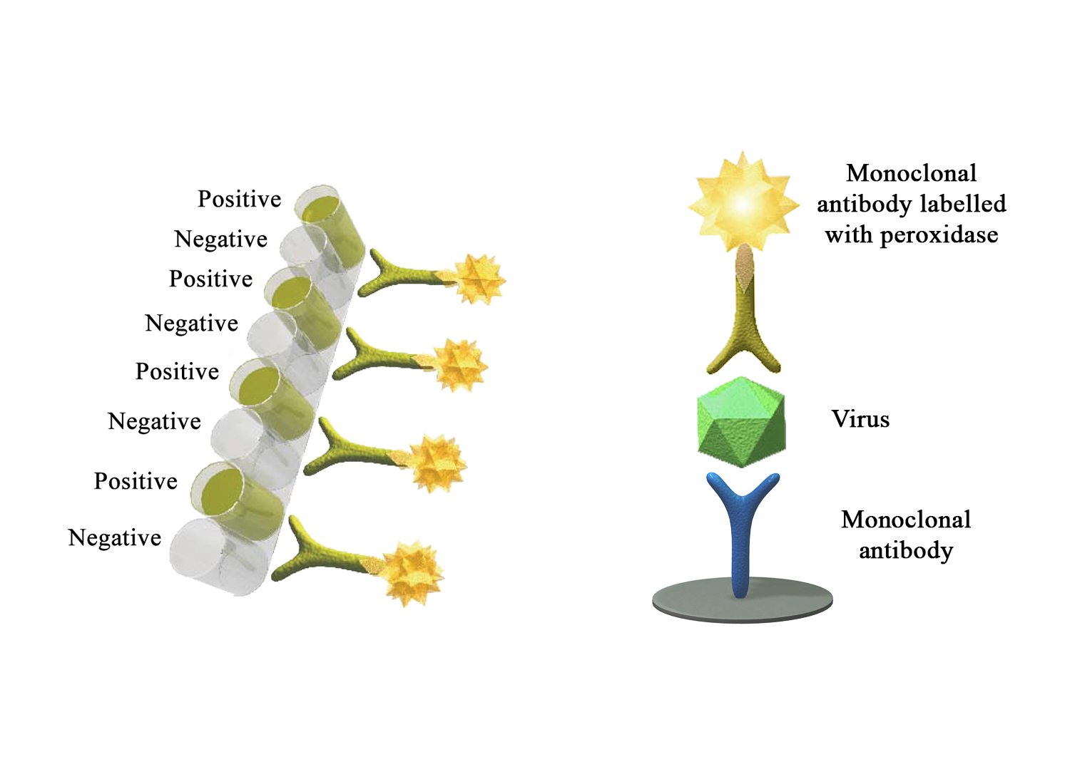 Monoscreen AgELISA Bovine coronavirus - BIO X DIAGNOSTICS for Diagnostics For Animals