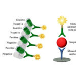 Monoscreen AgELISA Cryptosporidium Array