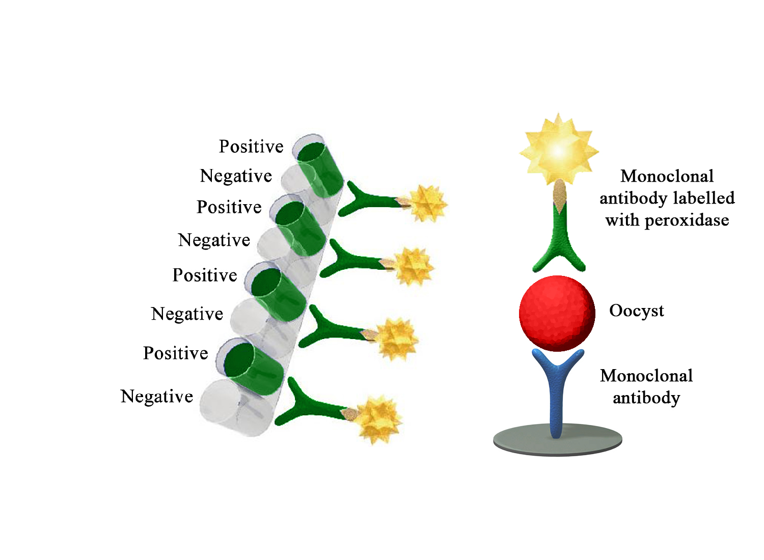 Monoscreen AgELISA Cryptosporidium - BIO X DIAGNOSTICS for Diagnostics For Animals