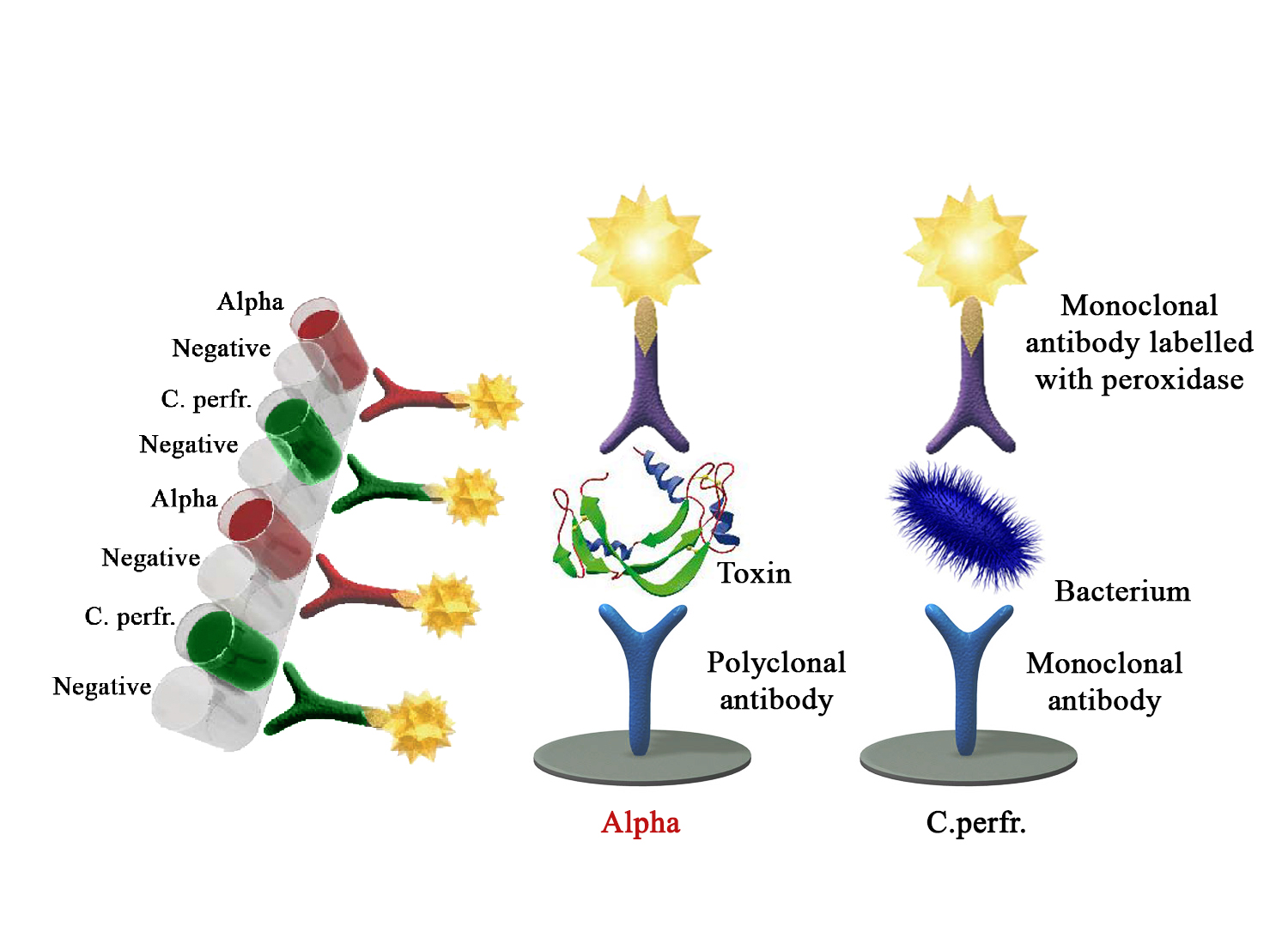 Multiscreen AgELISA Clostridum perfringens – Alpha toxin - BIO X DIAGNOSTICS for Diagnostics For Animals