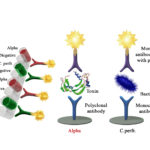 Multiscreen AgELISA Clostridum perfringens – Alpha toxin Array