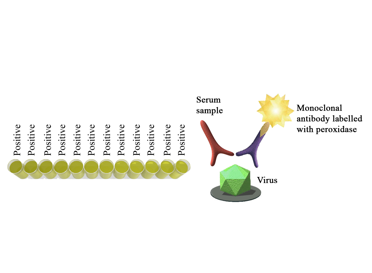 Monoscreen AbELISA Bovine coronavirus - BIO X DIAGNOSTICS for Diagnostics For Animals