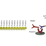 Monoscreen QuantELISA Immunoglobulin EASY Array