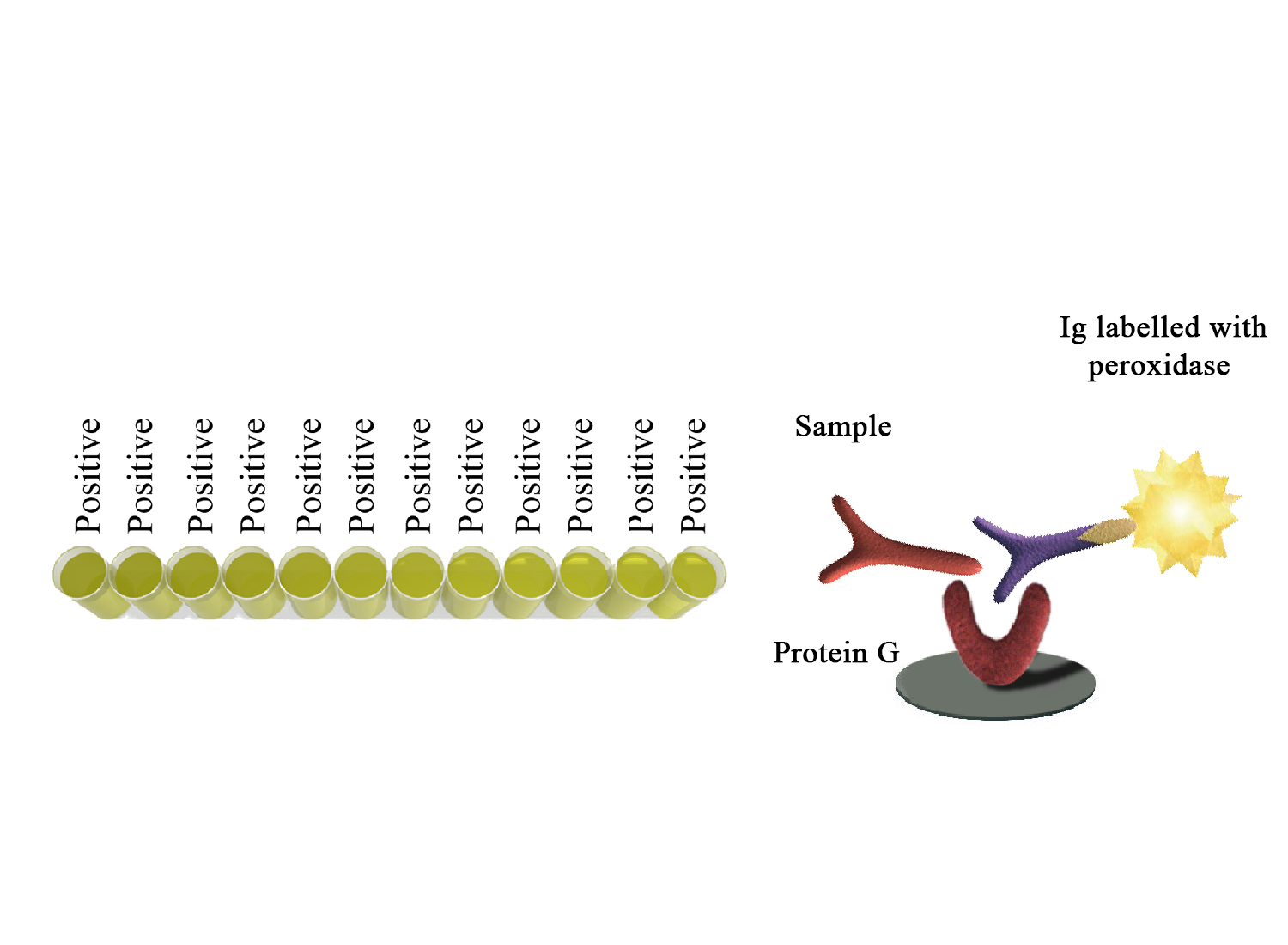 Monoscreen QuantELISA Immunoglobulin EASY - BIO X DIAGNOSTICS for Diagnostics For Animals