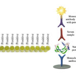 Monoscreen AbELISA Neospora caninum EASY (SRS2) Array