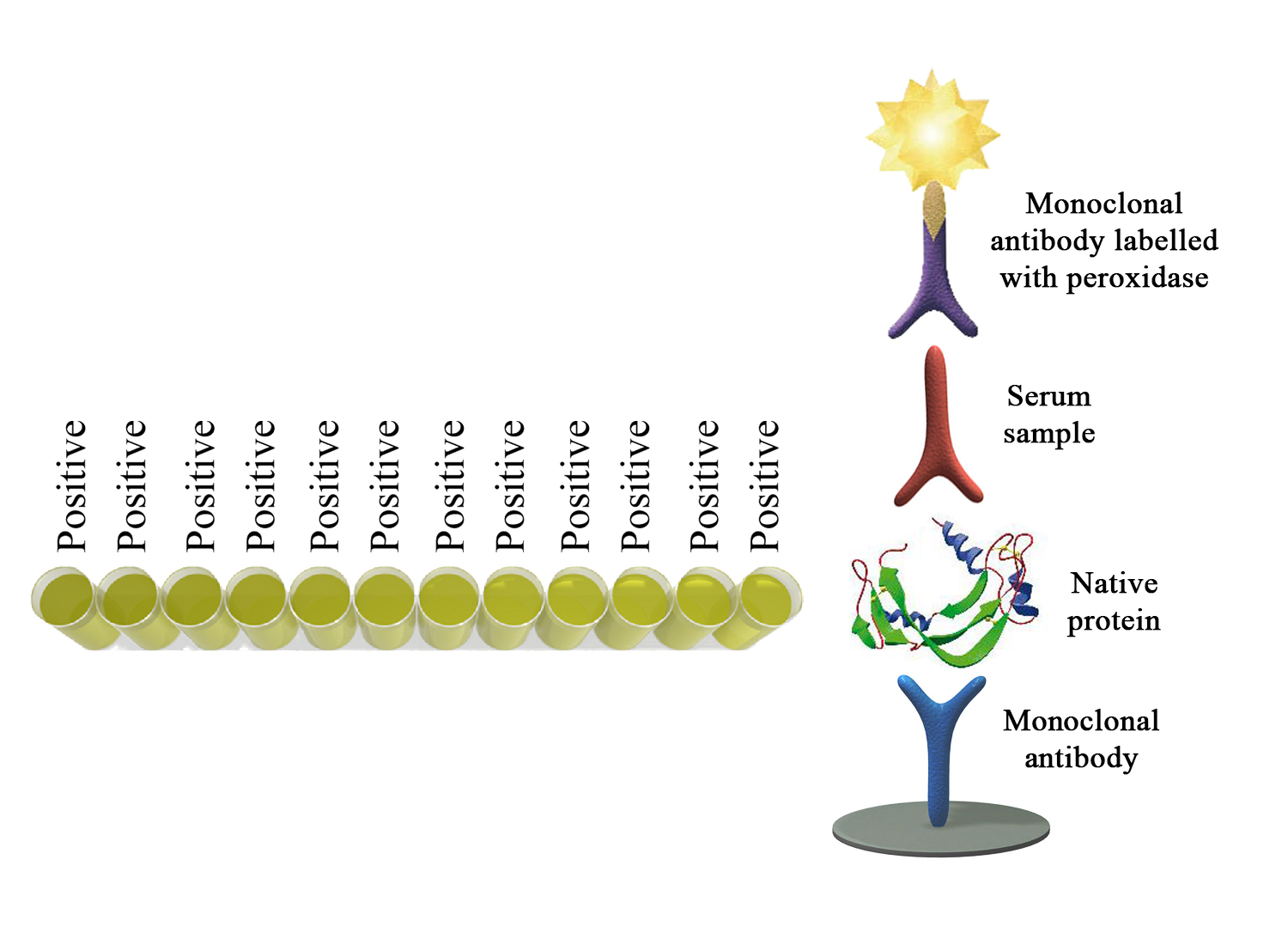 Monoscreen AbELISA Neospora caninum EASY (SRS2) - BIO X DIAGNOSTICS for Diagnostics For Animals