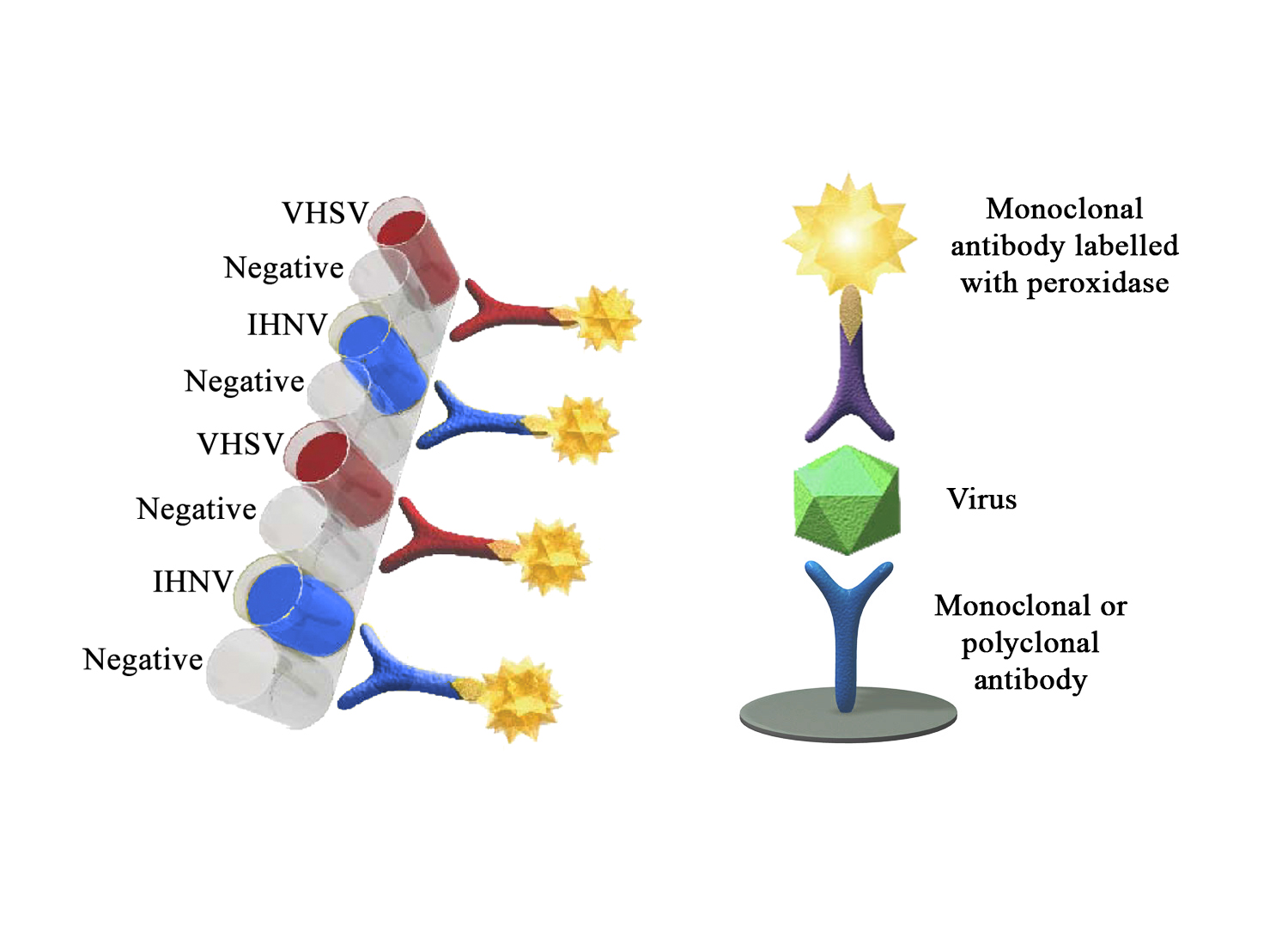 Multiscreen AgELISA VHSV-IHNV - BIO X DIAGNOSTICS for Diagnostics For Animals