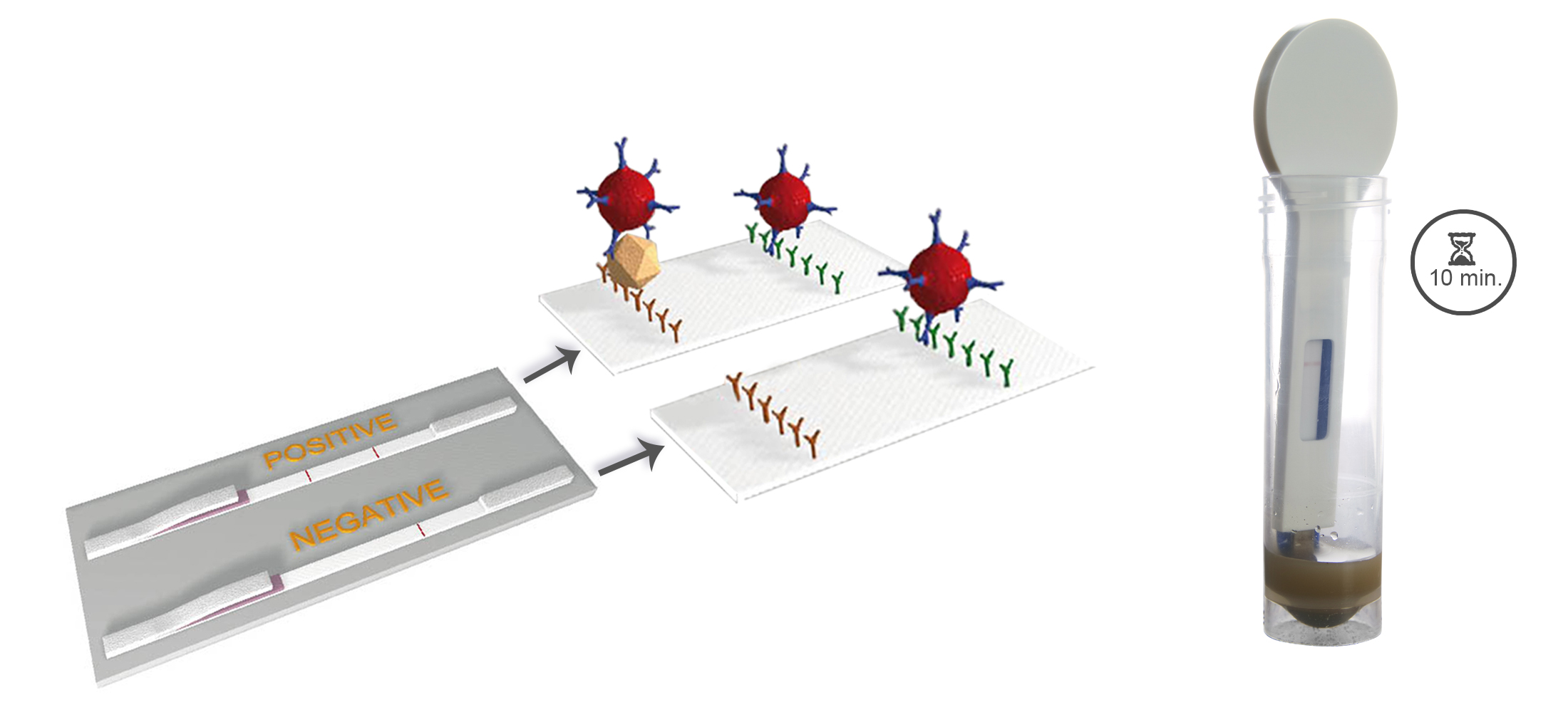 DipFit Clostridium perfringens - BIO X DIAGNOSTICS for Diagnostics For Animals