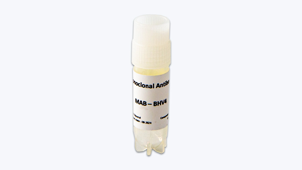 BHV-4 monoclonal antibody - INNOVATIVE-DIAGNOSTIC for Diagnostics For Animals