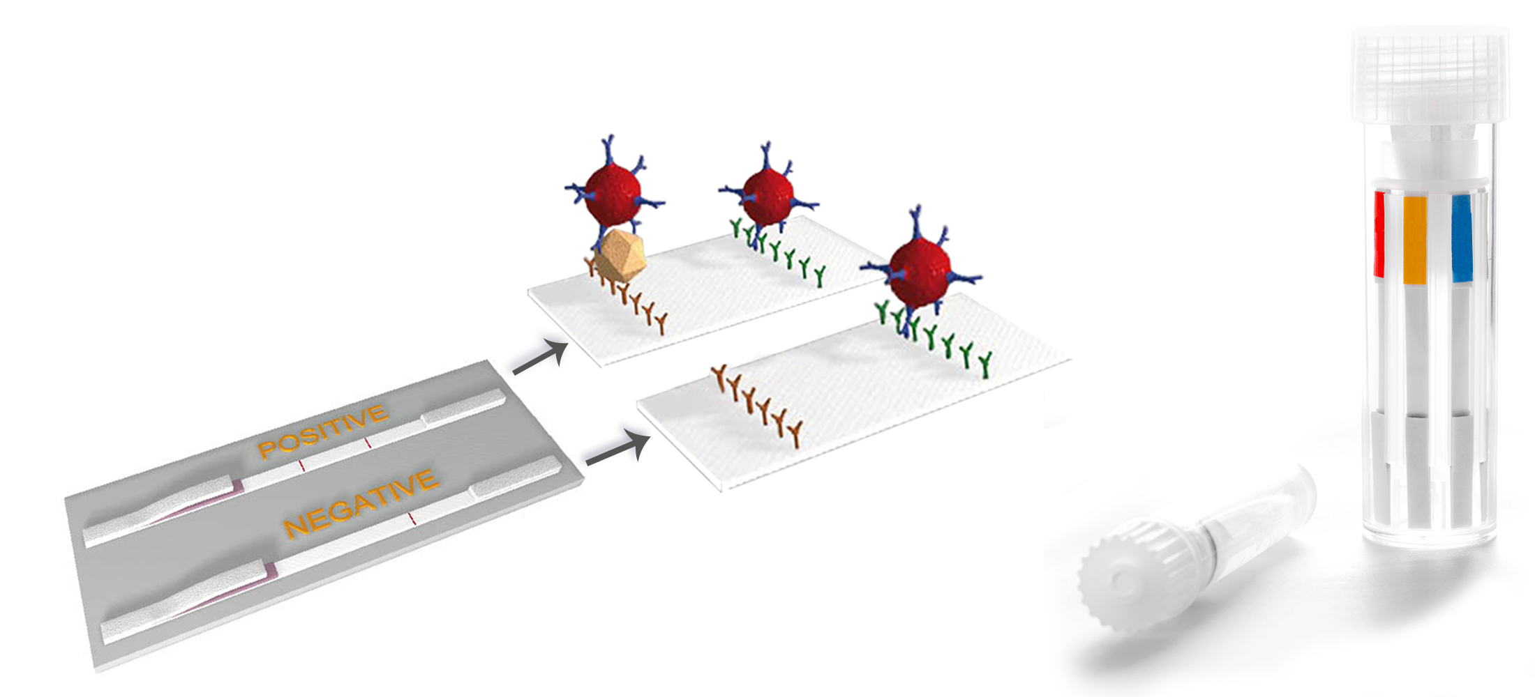 Rainbow Calf Scours 6 - BIO X DIAGNOSTICS for Diagnostics For Animals