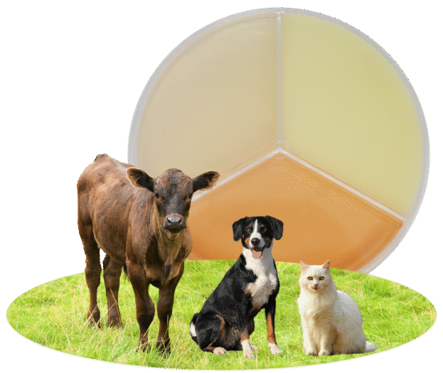 ELI COLOREX Vet ID - ELITechGROUP for Diagnostics For Animals